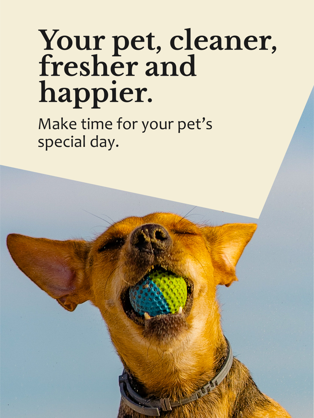 The Dapper Doggie - Social Media_Página 11