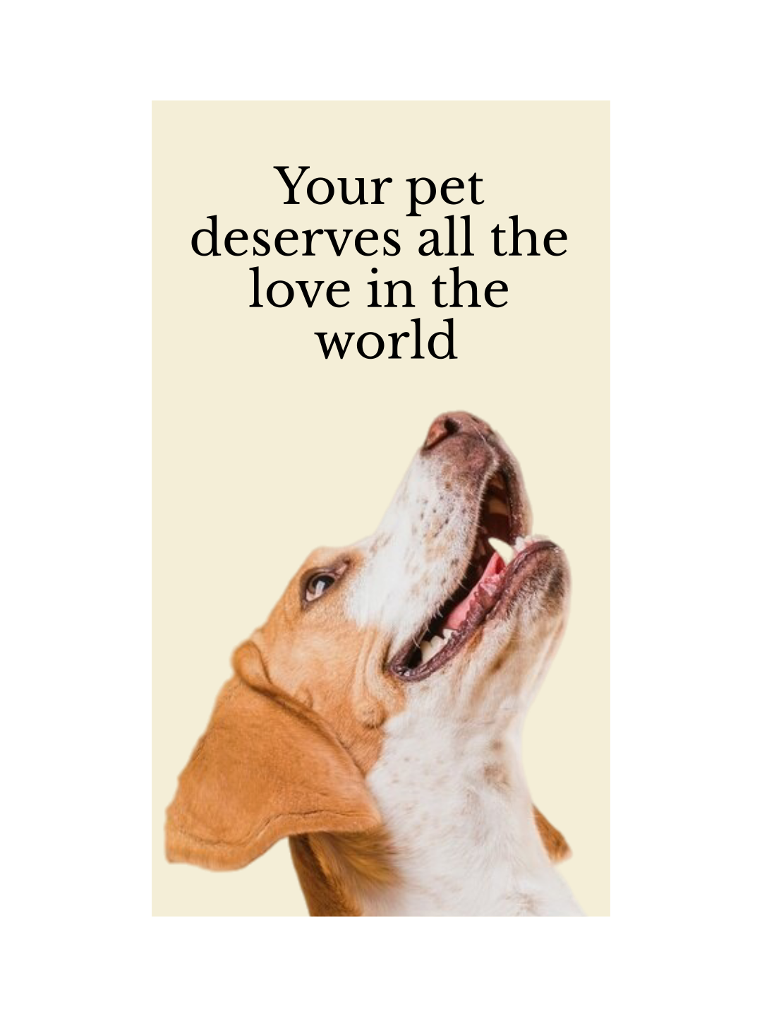 The Dapper Doggie - Social Media_Página 15