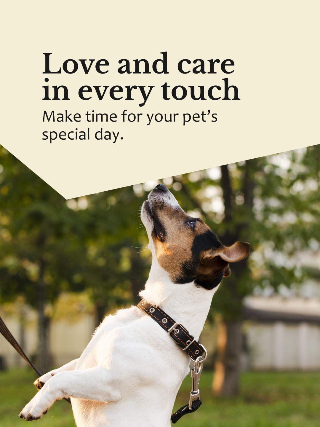 The Dapper Doggie - Social Media_Página 16