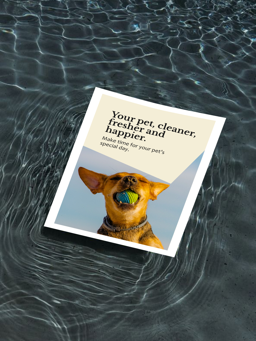 The Dapper Doggie - Social Media_Página 7